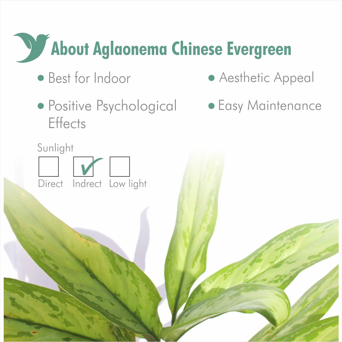 Chinese evergreen (Aglaonema)