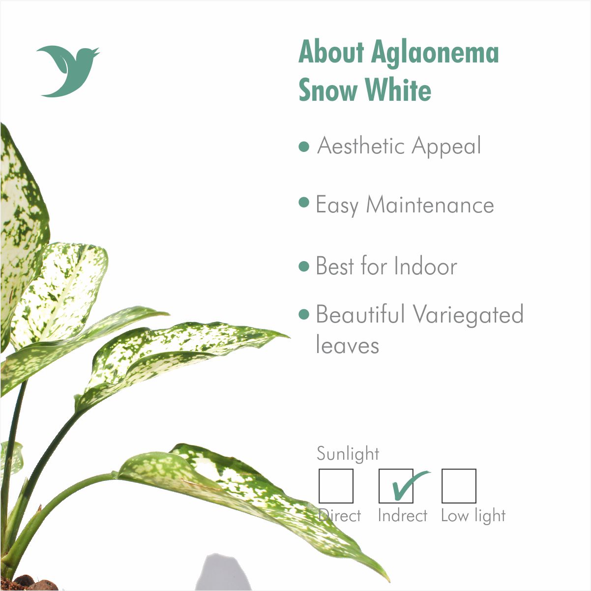 Aglaonema Snow White