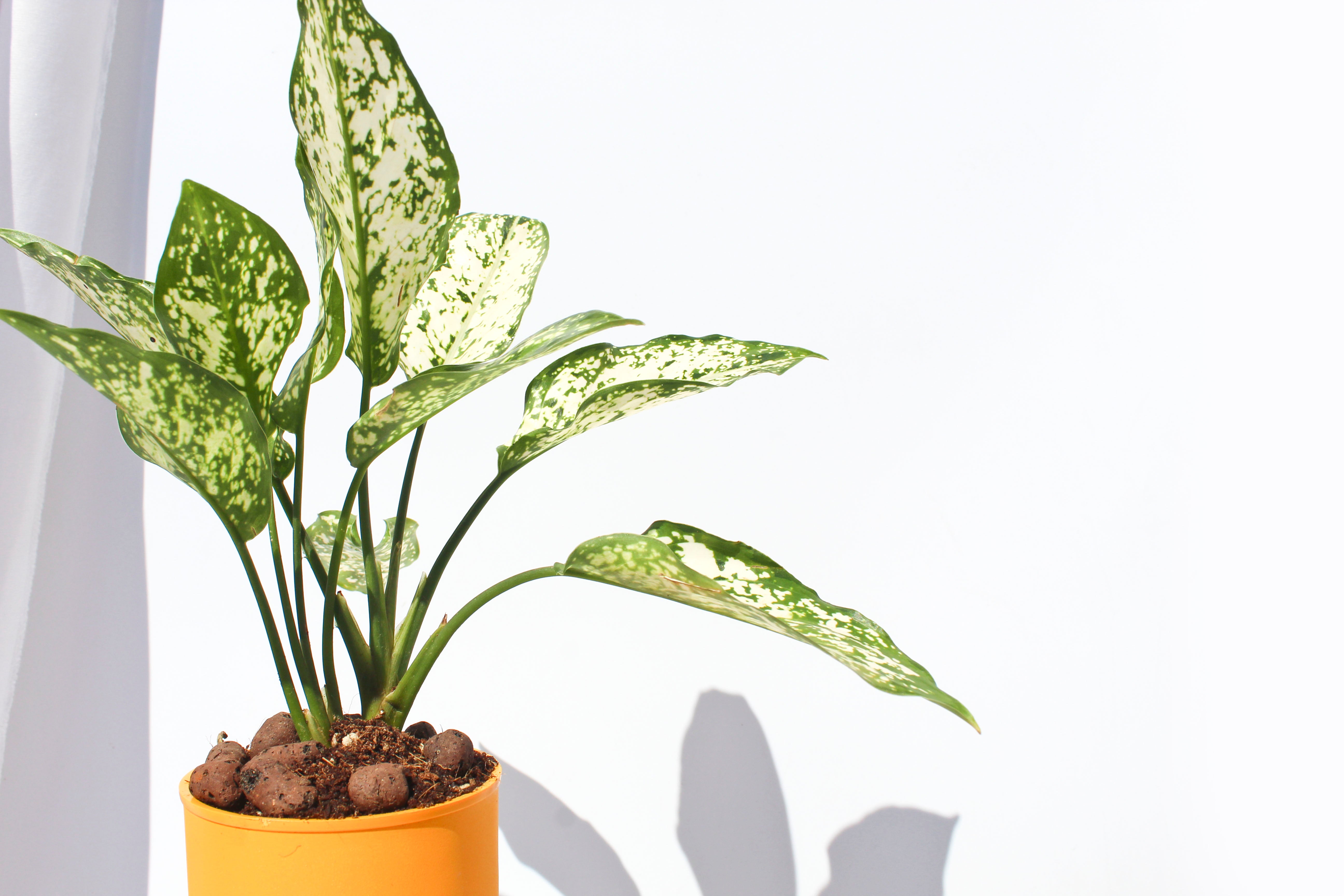 Aglaonema Snow White