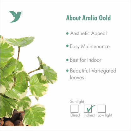 Aralia Gold Ball Plant