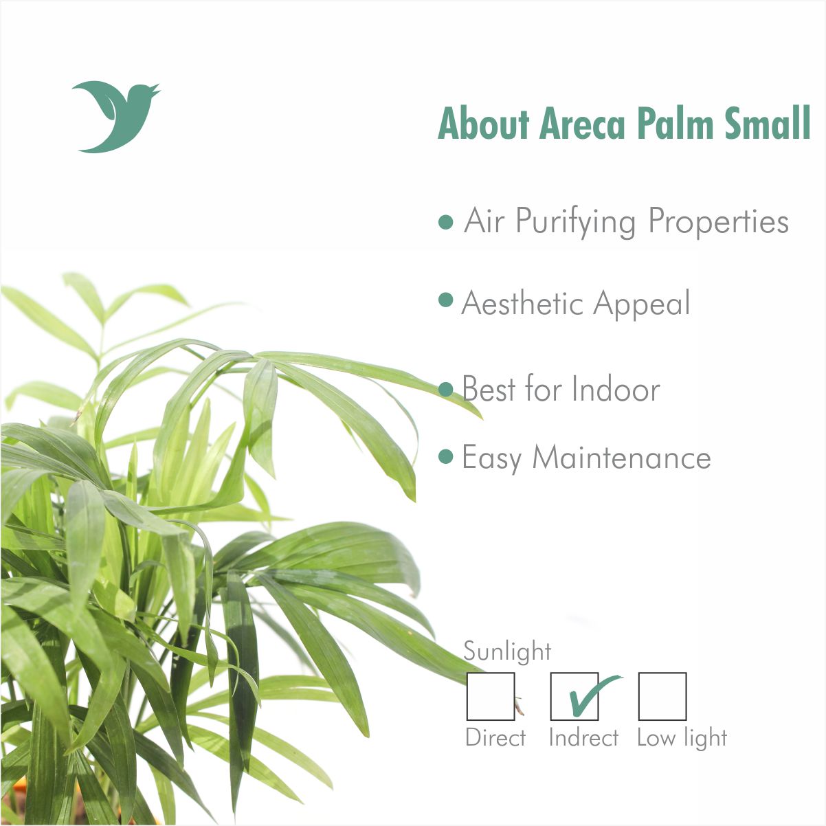 Areca Palm Plant