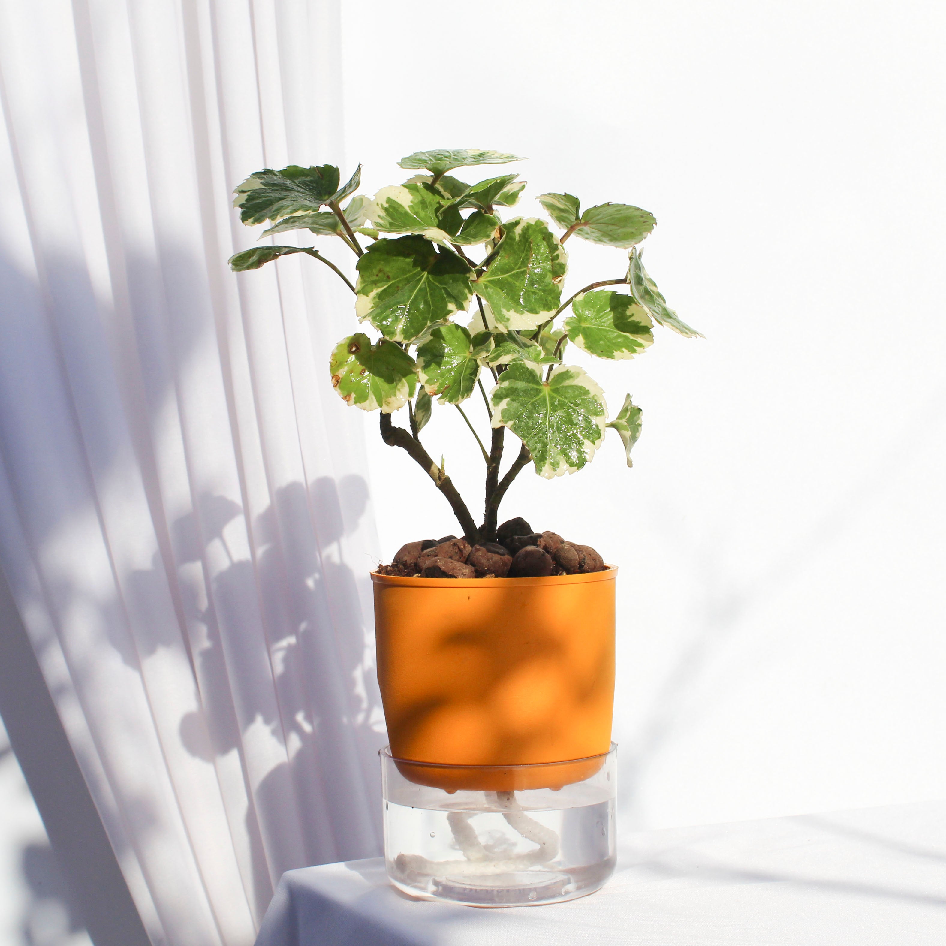 Aralia Gold Ball Plant