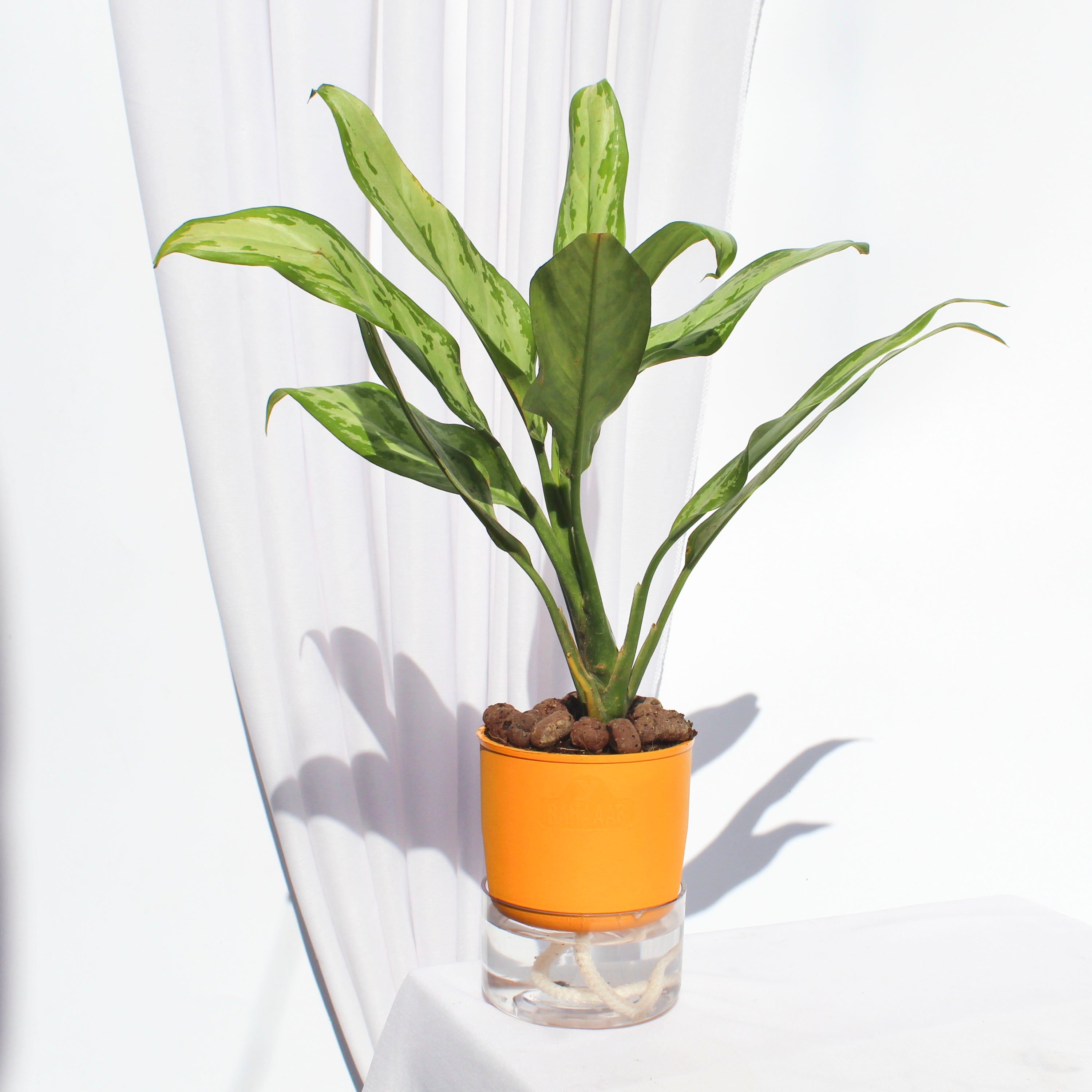 Chinese evergreen (Aglaonema)