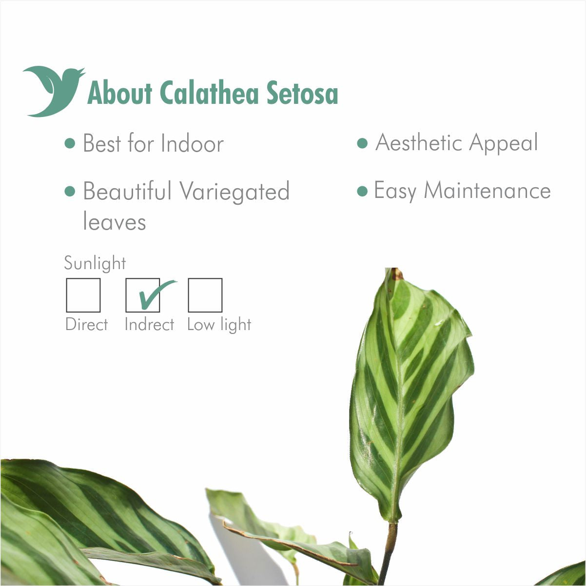 Calathea Setosa