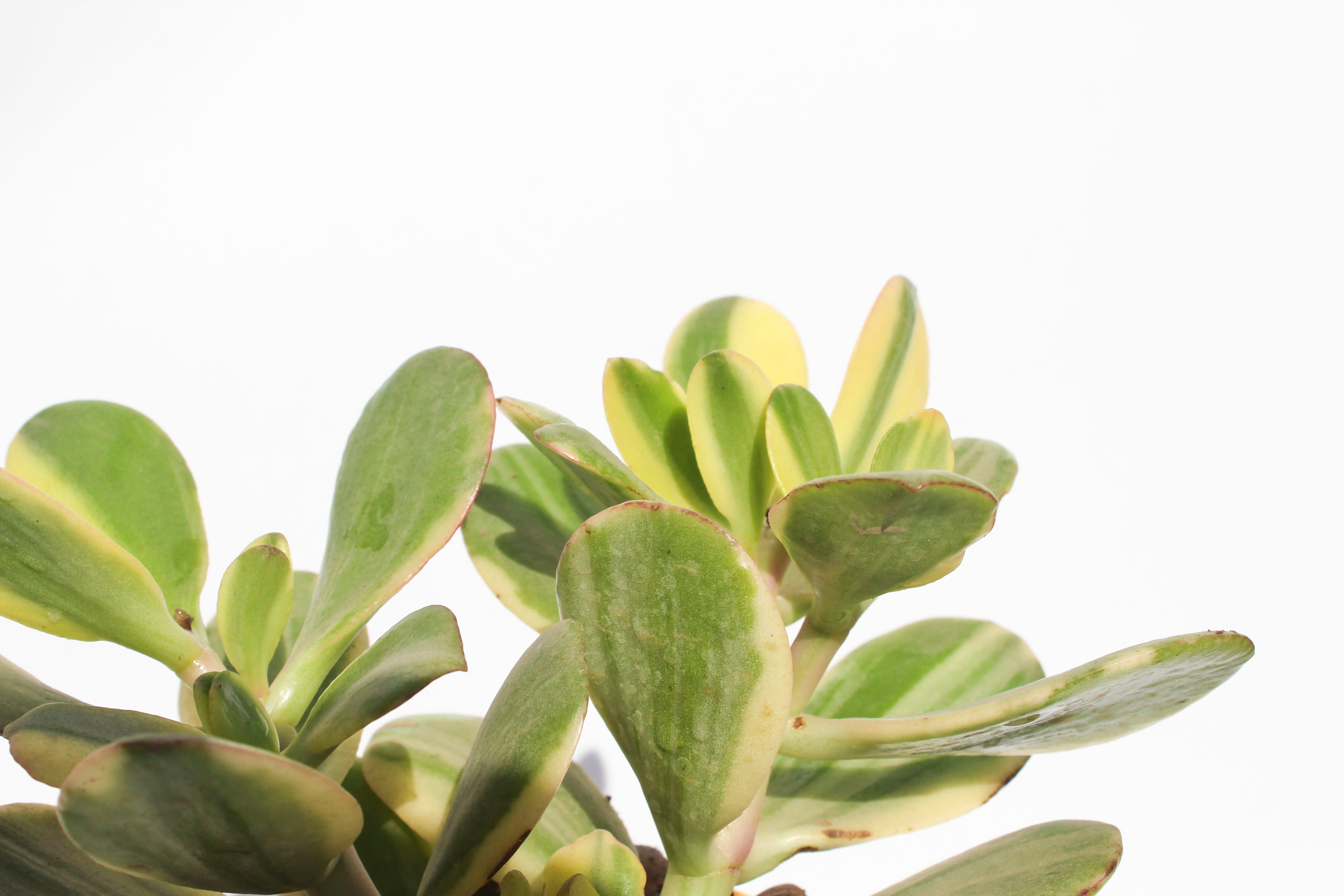 Crassula Ovata Jade Plant(Good Luck Feng Shui)