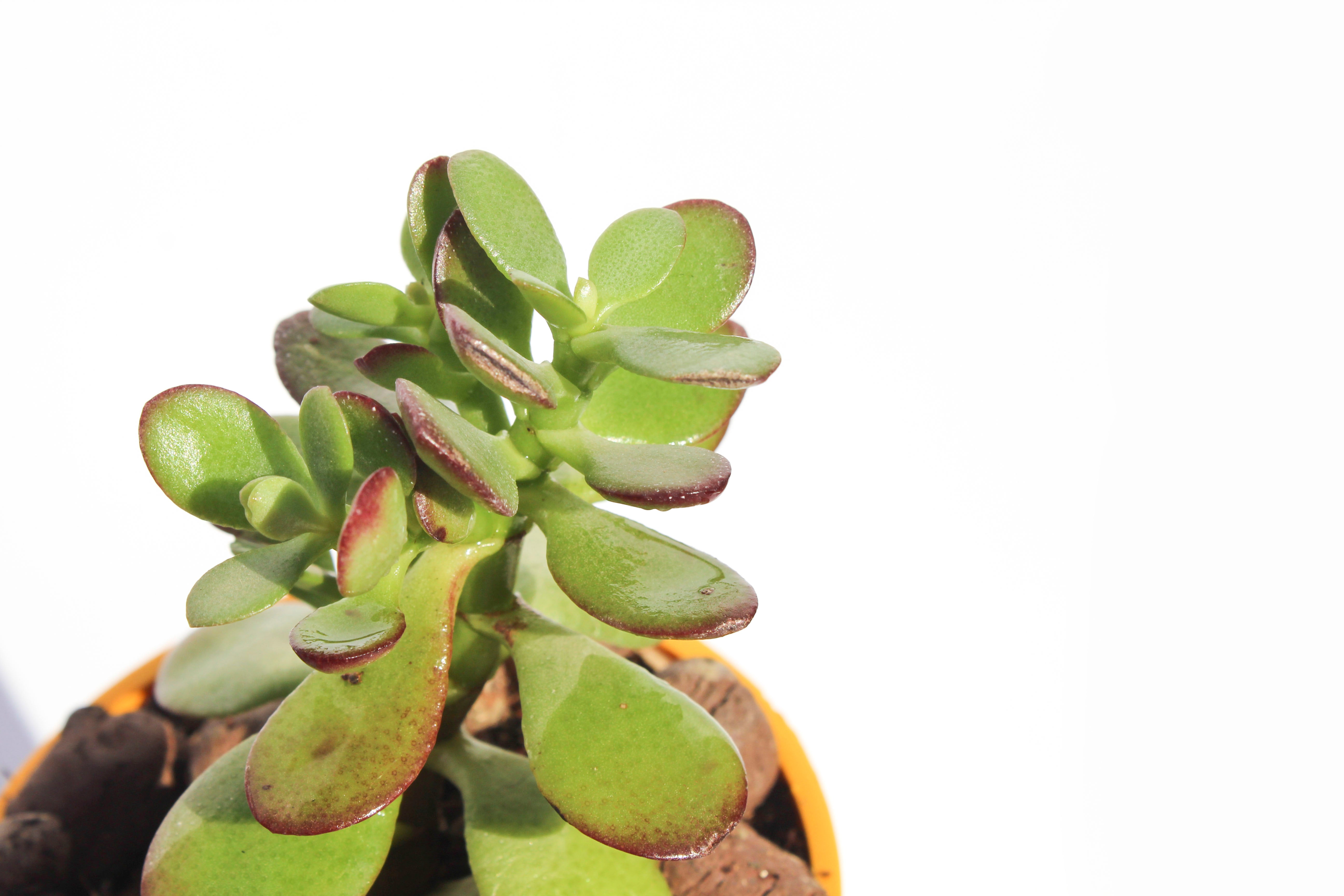 Crassula Ovata Jade Plant(Good Luck Feng Shui)